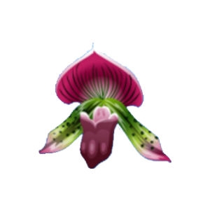 Filipino Orchid